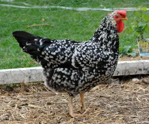 Ancona chickens