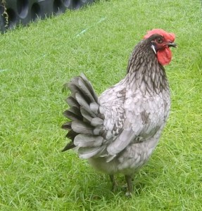 Andalusian chicken