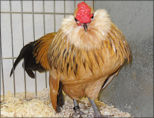 Barbu d'Anvers Chickens
