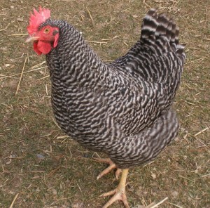 Plymouth Rock chicken