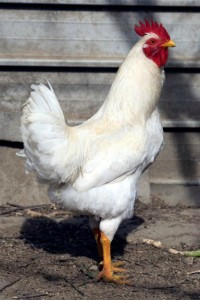 Rhode Island White Chicken