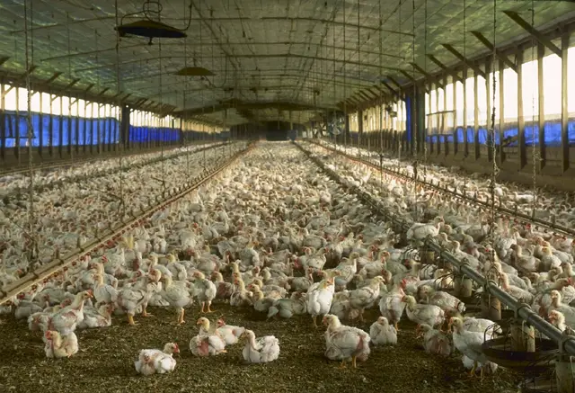 There are more chickens in the world than people