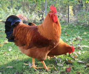 best egg producing chickens