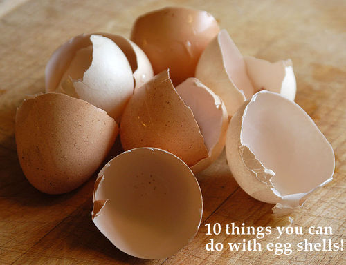 Eggshells can help your dog get better if it has problems like diarrhea.