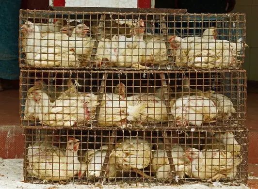 chickens in cage