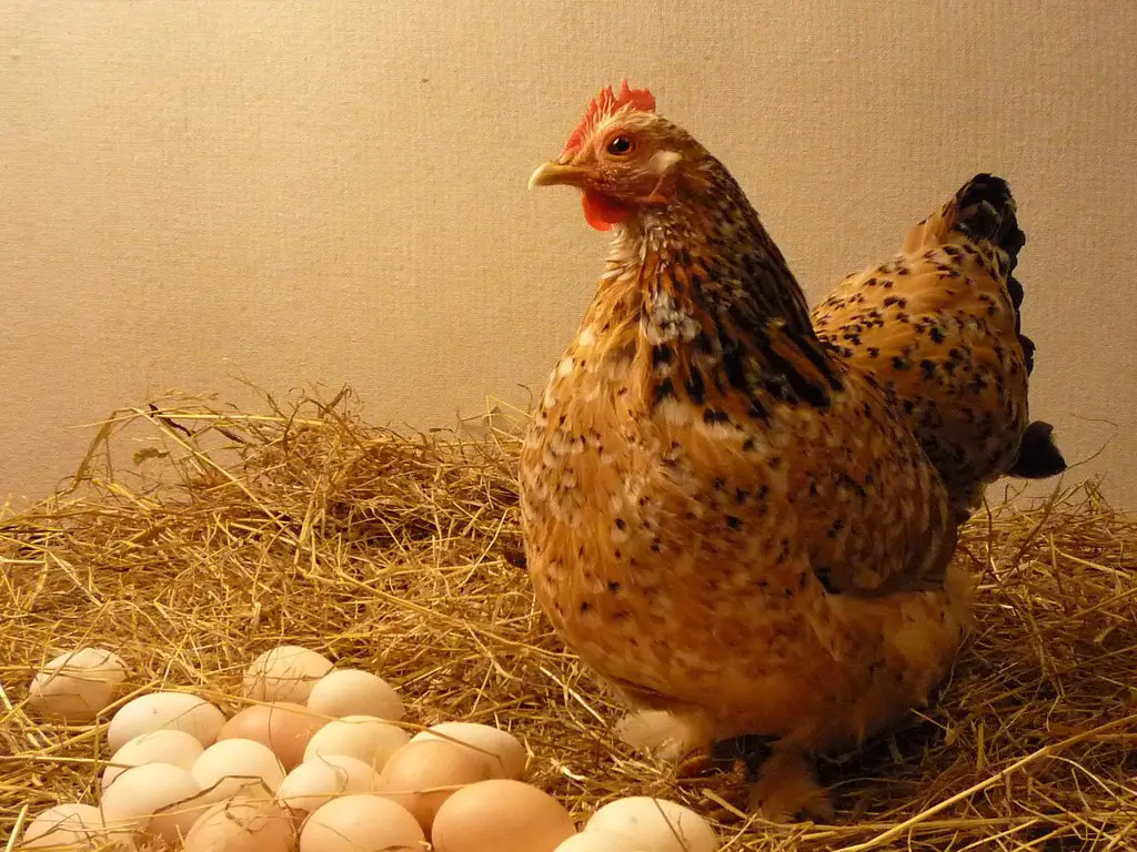 Amazing Facts You Might Not Know About CHICKENS