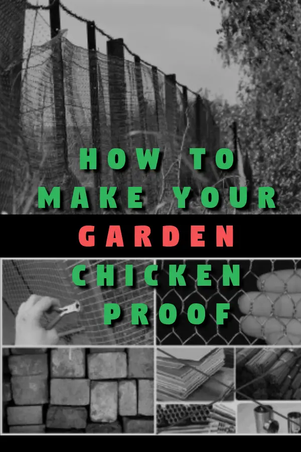 Chicken garden, Chicken Care, Chicken Keeping