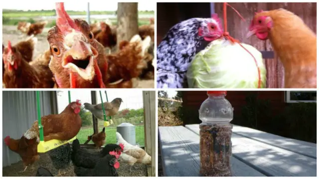 How to keep your chickens entertained featured