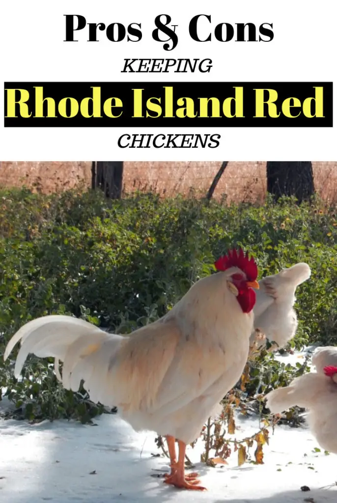 Pros & Cons Keeping Rhode Island Red Chickens