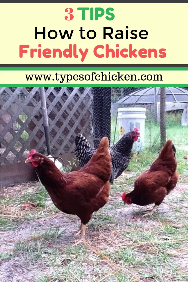 raise friendly chickens