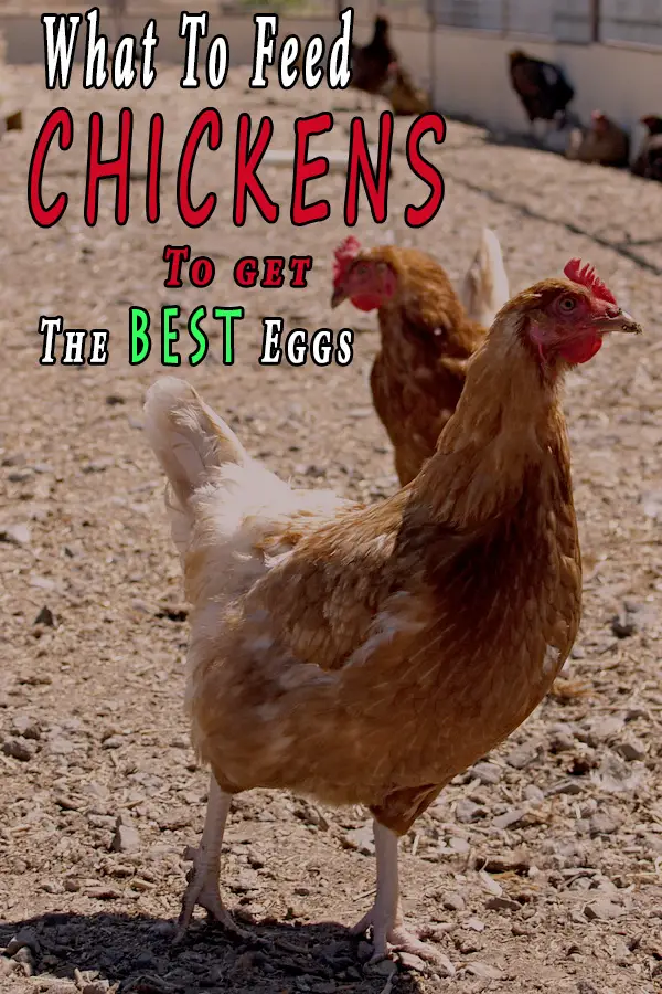 What To Feed Chickens To Get The Best Eggs
