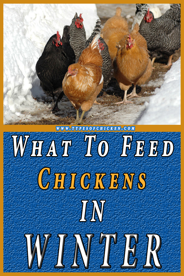 what to feed chickens in the winter