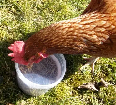What to feed chickens (mealworms)