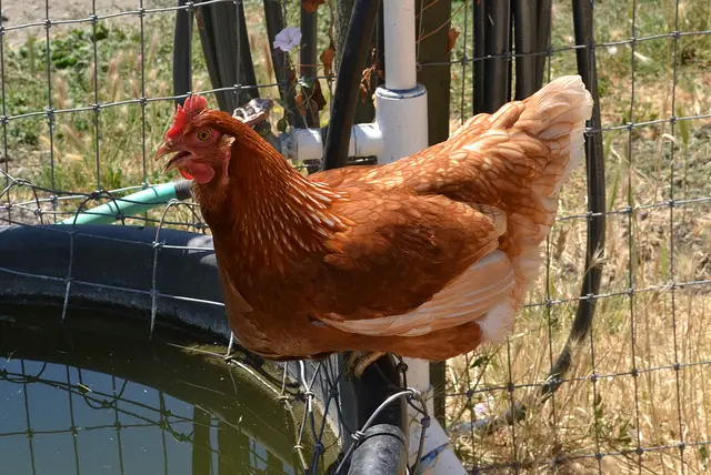 how to keep chickens in the summer