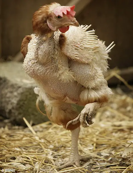 Chicken without feathers