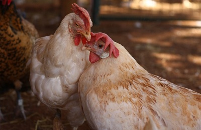The Language of Chickens & How do they talk to each other!