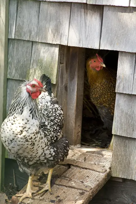 position of your chicken coop