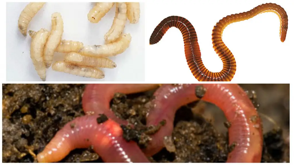 worms, maggots and earthworms