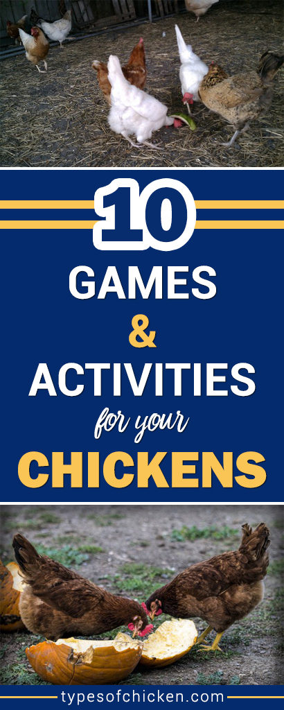 Games and Activities For Your Chickens