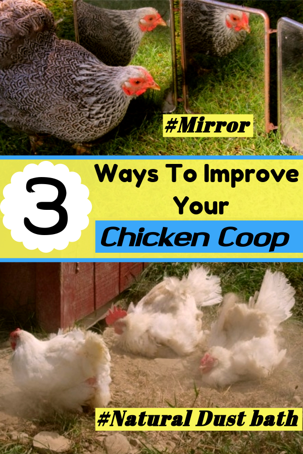 3 Ways to Improve Your Chicken Coop – DIY Projects!