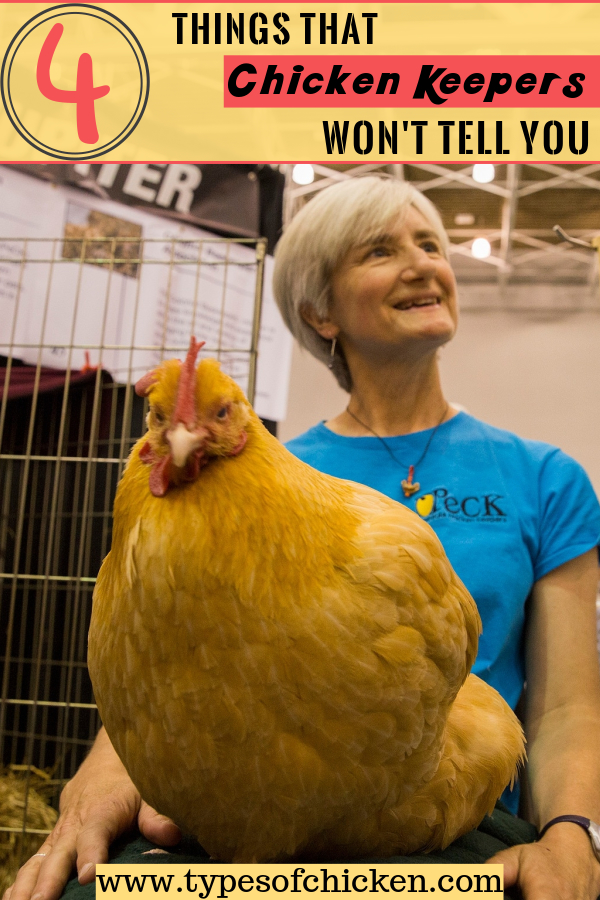 Carol Bartram and her hen offering advice for owning chickens