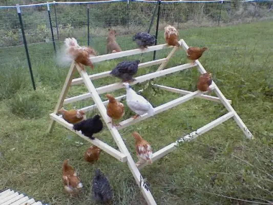 Chicken toys DIY