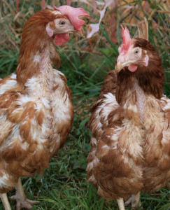 Why Chickens Lose Feathers