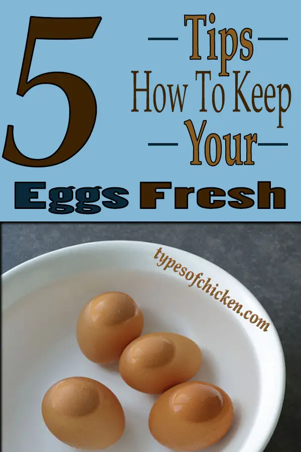 How To Keep Your Eggs Fresh