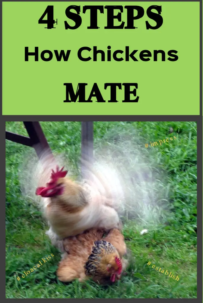 How do chickens mate