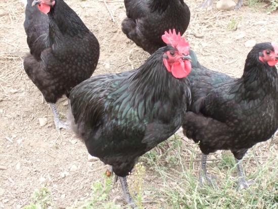Keeping Australorp Chickens