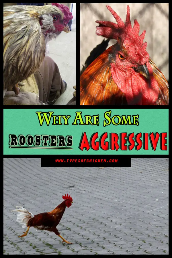 Why are some roosters aggressive?