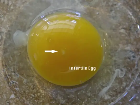 Fertile and infertile eggs