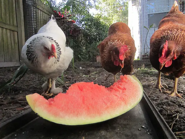Watermelon Treats To Give To Your Chickens in Heat Wave