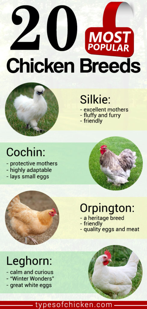 20 Most Popular Chicken Breeds