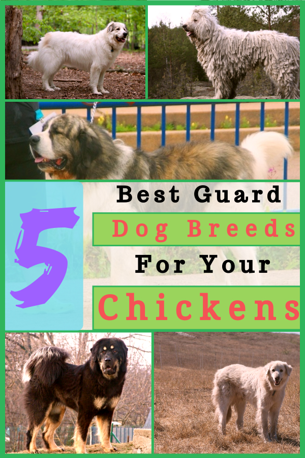 5 Best Guard Dog Breeds For Your Chickens & Poultry