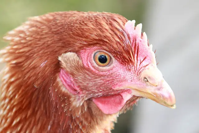 Physical Exam For Your Chickens