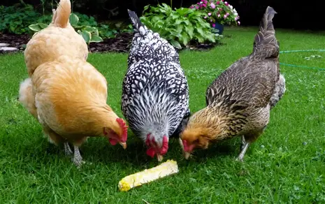 Corn For Your Chickens