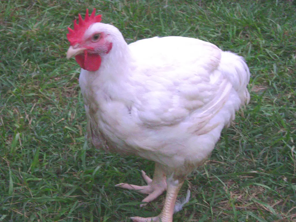 Cornish Chicken Breed — Types of Chicken