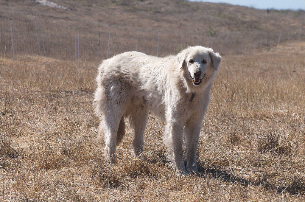 Akbash - best farm dogs for protection
