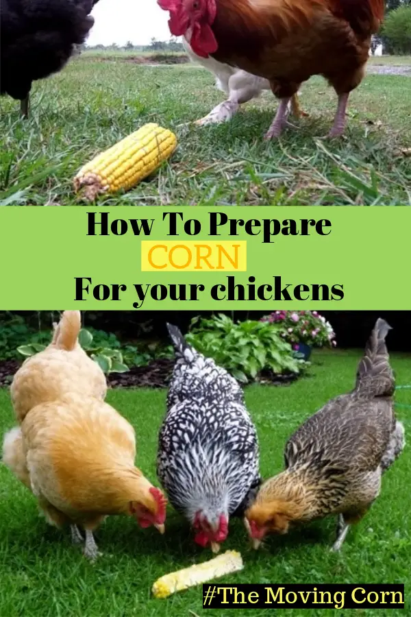 How To Prepare Corn For Your Chickens