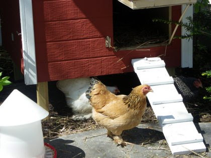 How to Protect Your Chicken Coop From Flies
