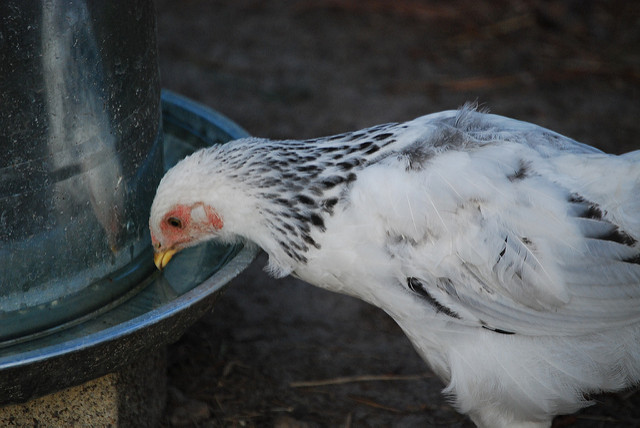 Keep Your Chickens Hydrated