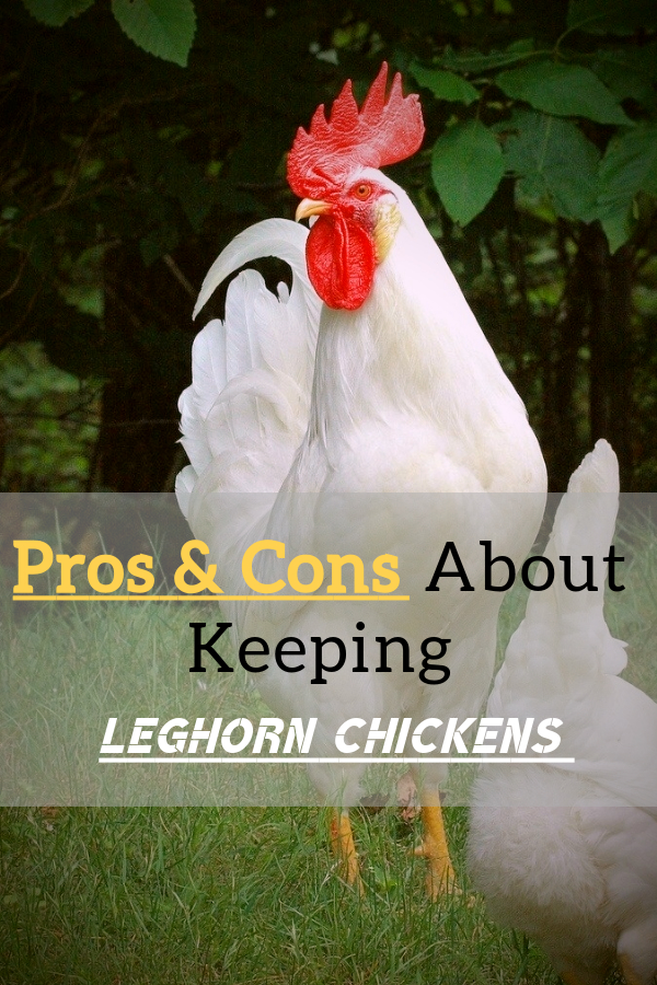 Pros-Cons-About-Keeping-Leghorn-Chickens