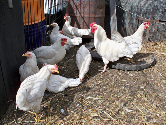 Pros & Cons About Keeping Leghorn Chickens 3