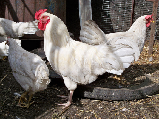 Pros & Cons About Keeping Leghorn Chickens