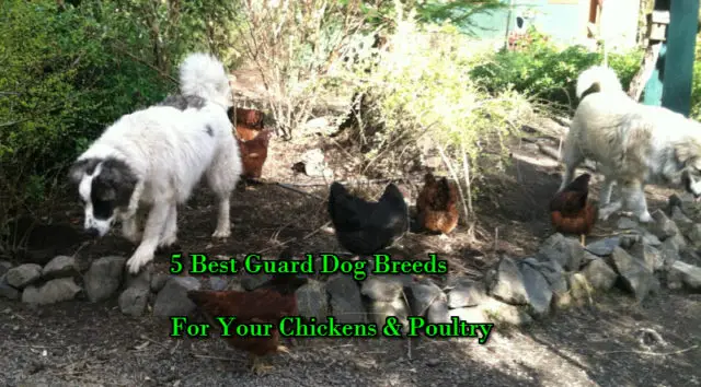 5 Best Guard Dog Breeds For Your Chickens & Poultry