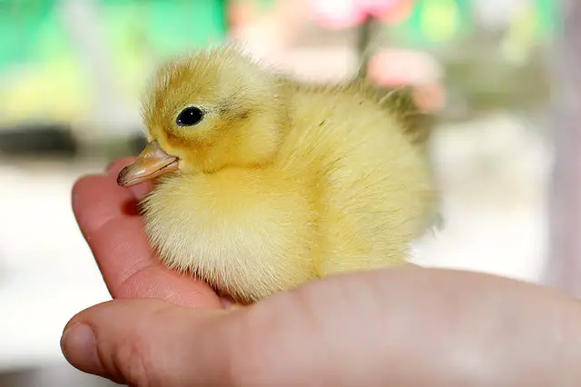 how to care for baby chickens
