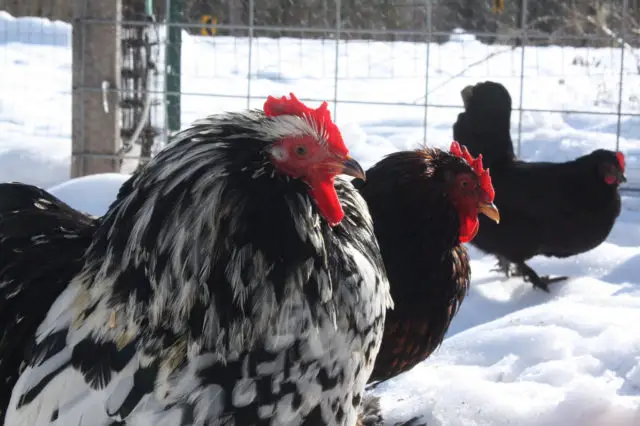 Keeping Chickens During The Winter