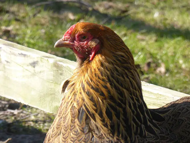 Killing The Summer Heat For Your Chickens