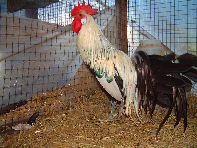Cubalaya - Long Tailed Chickens